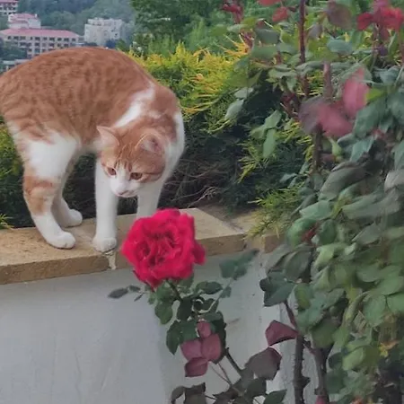 грейп хаус Ваканционна къща