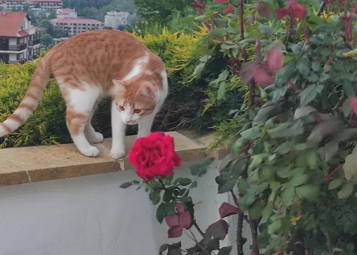 Byala Grape House Semesterbostad